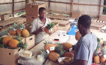 Cameroon Info Net Cameroun Agro Business Le Cameroun Investit